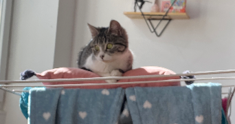 salomé pet sitter à MARSEILLE 01 13001_0