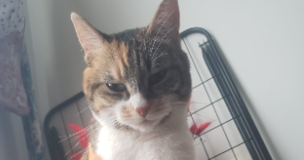 oana pet sitter à FONTENAY SOUS BOIS 94120_1