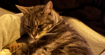joséphine pet sitter à MARGNY LES COMPIEGNE 60280_3