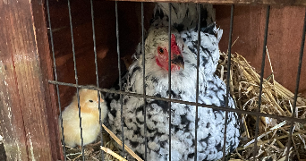 caitlin pet sitter à MARNES LA COQUETTE 92430_3