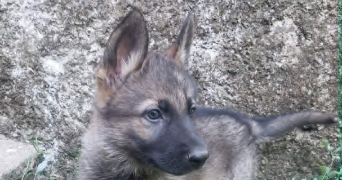 marine pet sitter à BOURG EN BRESSE 01000_0