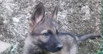 marine pet sitter à BOURG EN BRESSE 01000