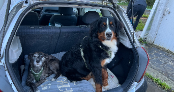 madleen  pet sitter à Blain 44130_4