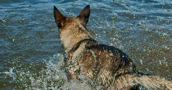 marie pet sitter à BELFORT 90000_1