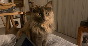 margaux pet sitter à FRESNES 94260_5