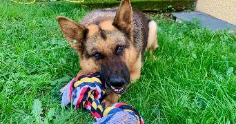 louanne pet sitter à THURINS 69510_0