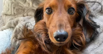 clémence pet sitter à PARIS 17 75017_2