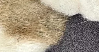 jessica pet sitter à VILLARD BONNOT 38190