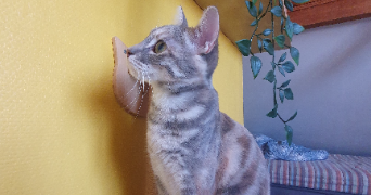 younes pet sitter à VILLEMOMBLE 93250_1