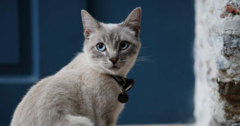 kilian pet sitter à NANTES 44100_3