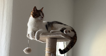 amandine pet sitter à COURDIMANCHE 95800_4