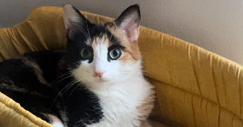 melyssa pet sitter à TOULOUSE 31000_2