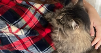 juliette pet sitter à MEUDON 92360_3