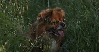 marie dog sitter à ETIVAL CLAIREFONTAINE 88480_4