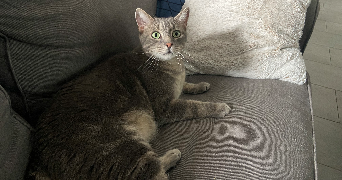 laura pet sitter à Fâches-Thumesnil 59155_2