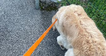 xiara pet sitter à LYON 04 69004_2
