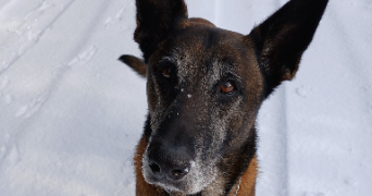 sarah pet sitter à FONTAINE SOUS JOUY 27120_0