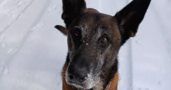 sarah pet sitter à FONTAINE SOUS JOUY 27120