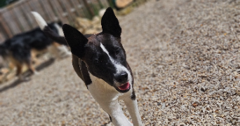 marlene pet sitter à AUNEAU BLEURY ST SYMPHORIEN 28700_74