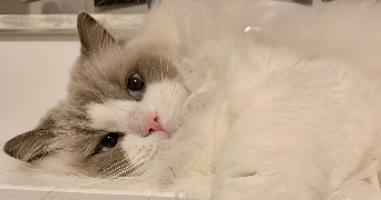 cassandra pet sitter à ECHENEVEX 01170_2