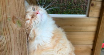 lory pet sitter à PITHIVIERS 45300_2