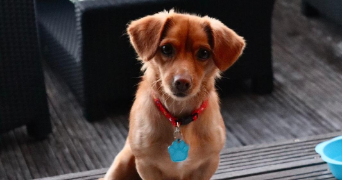 ludovic pet sitter à MARIGNIER 74970_1