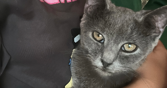 jouhayna pet sitter à Paris 10 75010_2