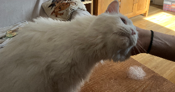 clémence pet sitter à GENNEVILLIERS 92230_5