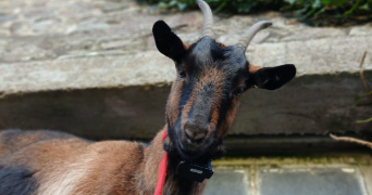 marine pet sitter à LES CHAMPS GERAUX 22630_1