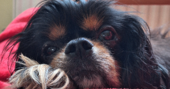 clotilde pet sitter à NANTES 44300_3