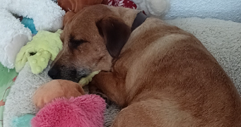 teddy pet sitter à LE CATEAU CAMBRESIS 59360_6