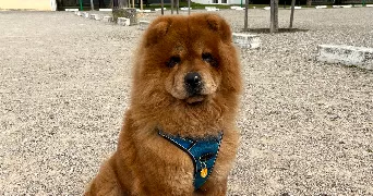 Melaina pet sitter à LA VERPILLIERE 38290