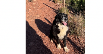 carlo et pet sitter à MAZAUGUES 83136_9