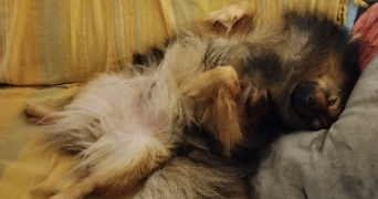 Manon pet sitter à Poitiers 86000_2