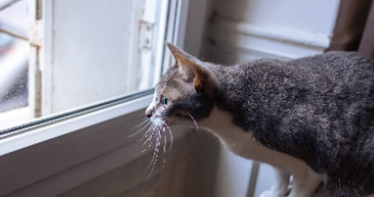 anouk cat sitter à Paris  75013_2