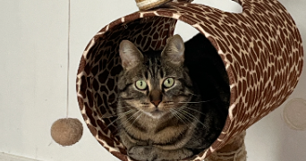 théa pet sitter à REIMS 51100_1