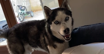 maëva-allison pet sitter à PONTOISE 95300_6