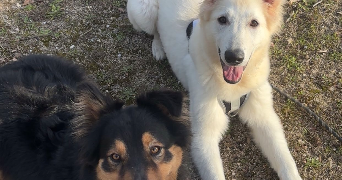 chloe pet sitter à CARPENTRAS 84200_3