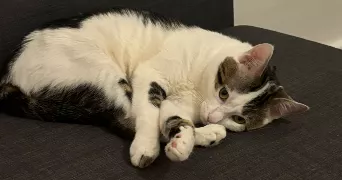 maeva pet sitter à PARIS 12 75012