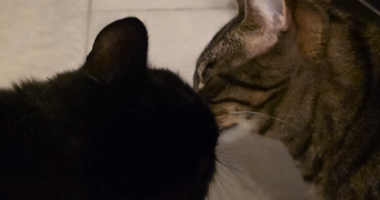 pascale pet sitter à DELLE 90100_6