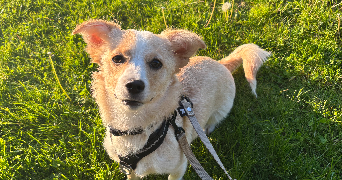 marie pet sitter à LUNEVILLE 54300_1