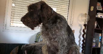 francoise pet sitter à DOMESSIN 73330_6