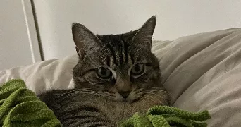 pascaline pet sitter à BORDEAUX 33300