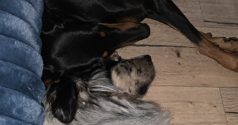 alexia pet sitter à essertenne et cecey 70100_3