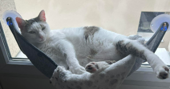 apolline pet sitter à POITIERS 86000_2