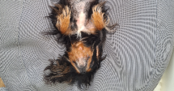 clotilde pet sitter à NANTES 44300_2