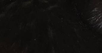 christel pet sitter à PARIS 13 75013_0