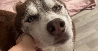 enora pet sitter à PLUZUNET 22140