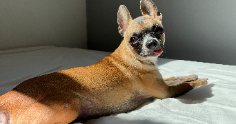charlotte pet sitter à CHAMBERY 73000_1