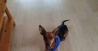 magnolia pet sitter à COURNON D AUVERGNE 63800_1